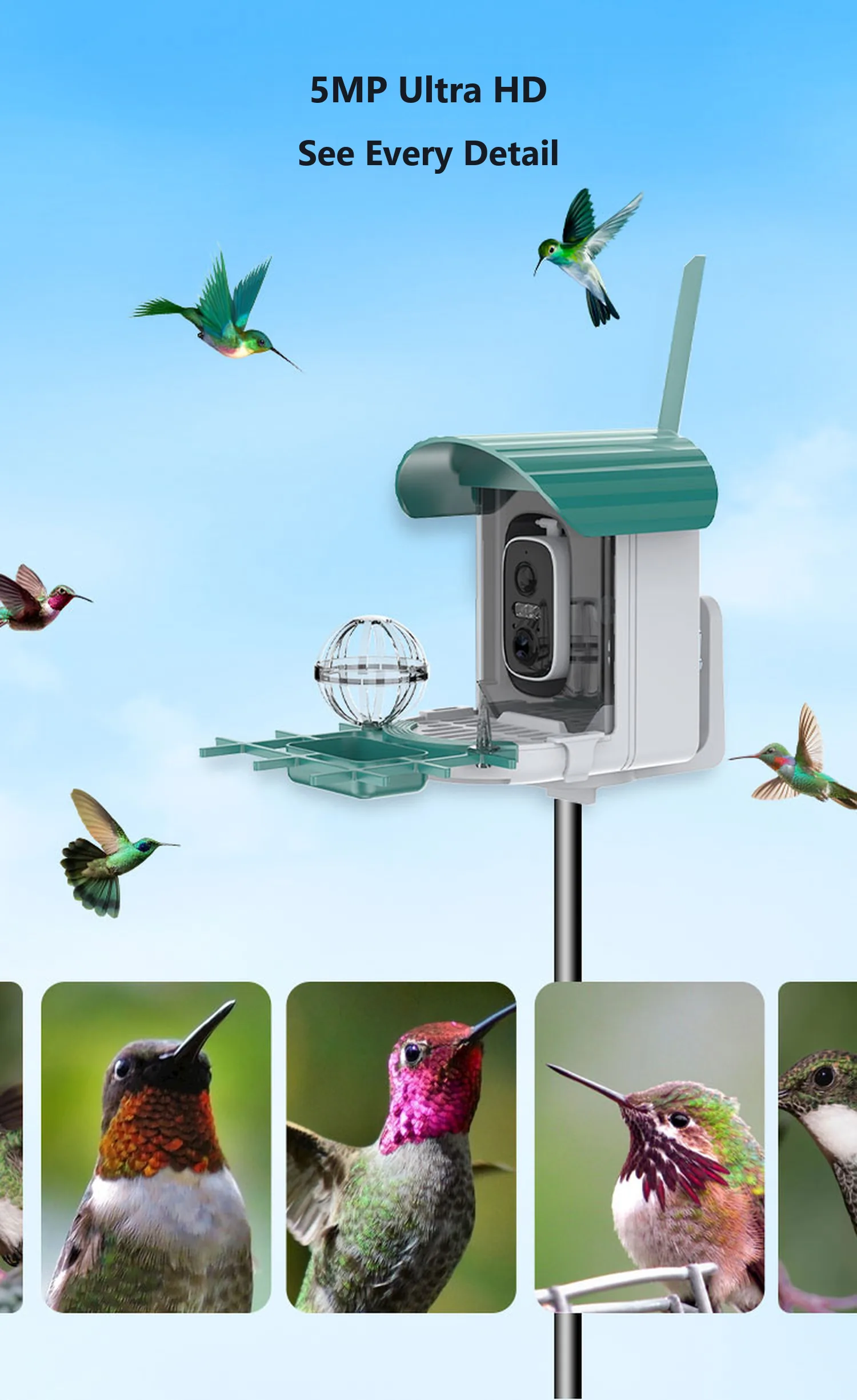 4 MP ultra HD footage and sample bird screenshots