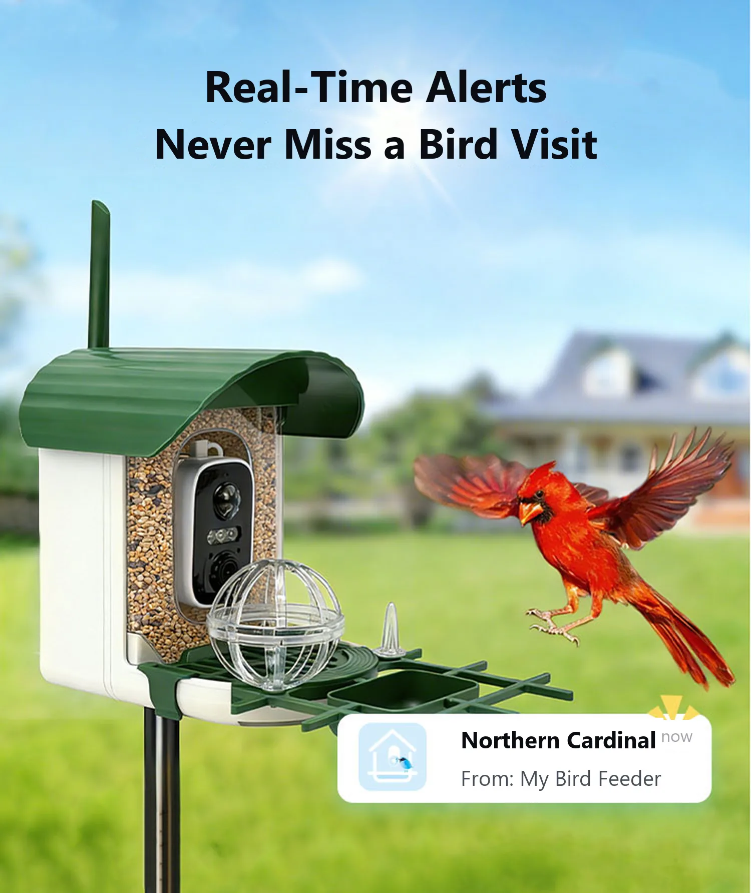 Real-time alert when a bird visits