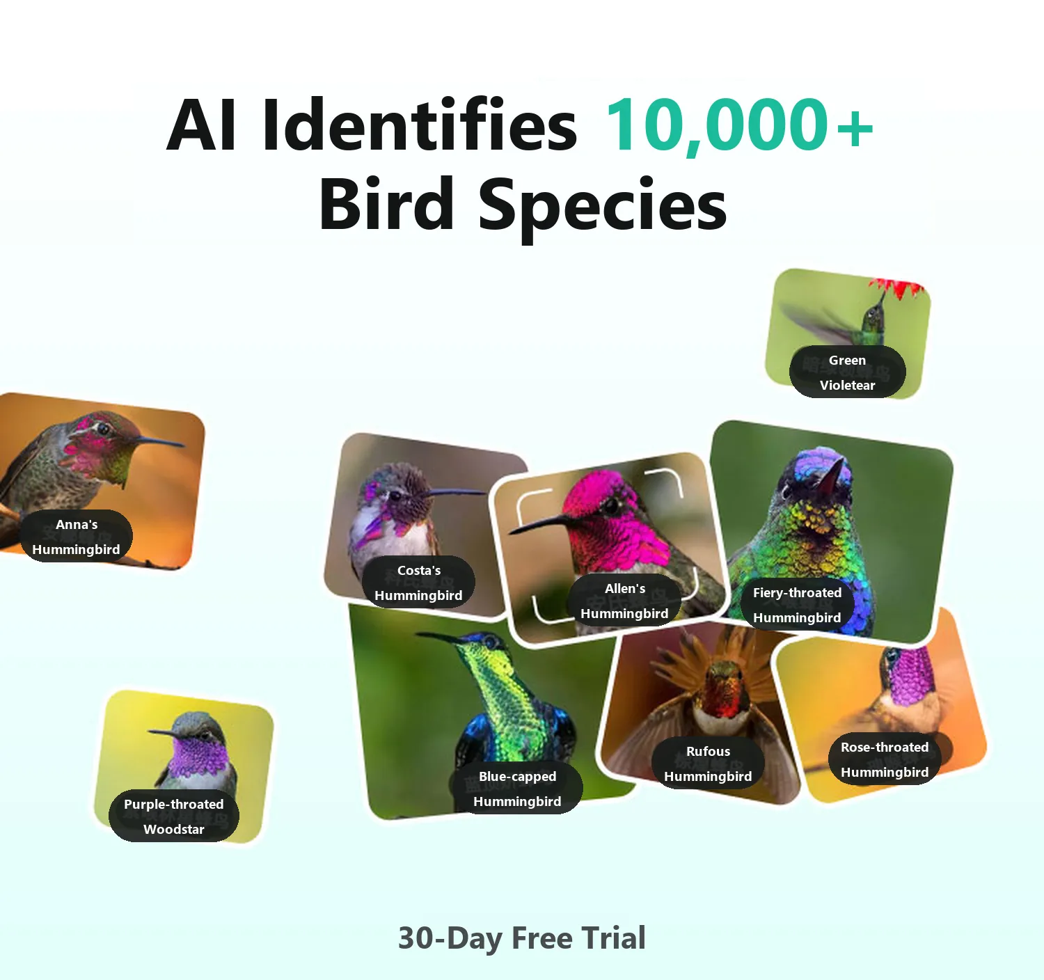 AI identifies 10,000+ bird species with a 30-day free trial