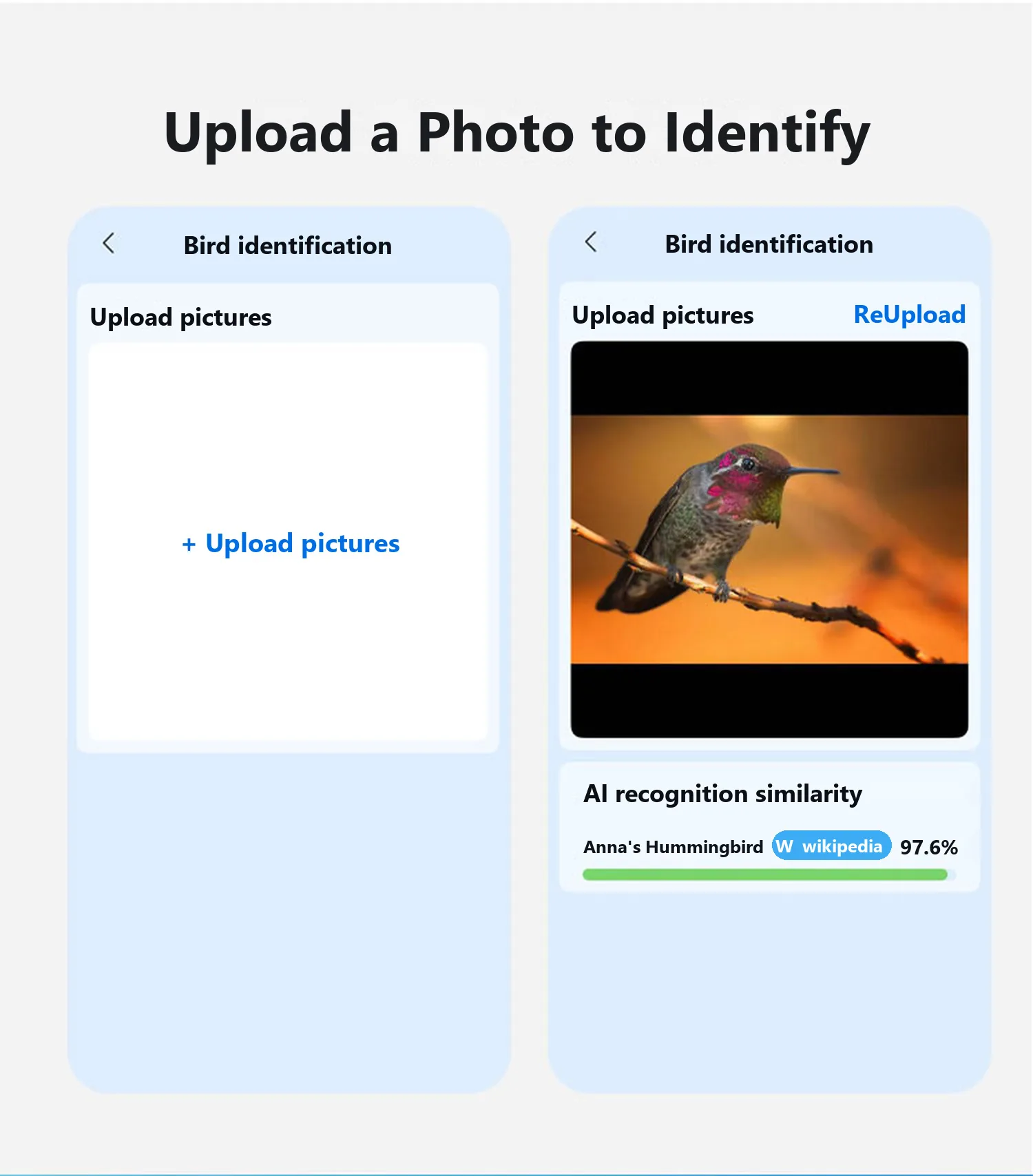 Upload a photo to identify a bird you did not catch live