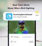 Real-time alert when a hummingbird is detected